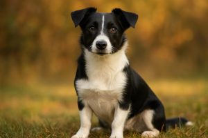 border collie jack russell terrier mix