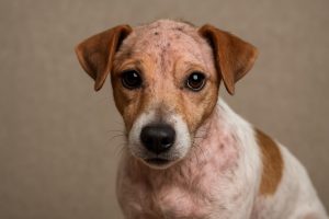 haaruitval jack russell