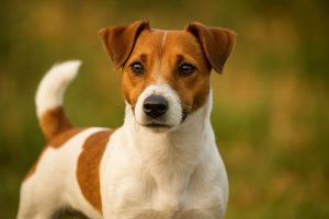 jack russel bruin wit