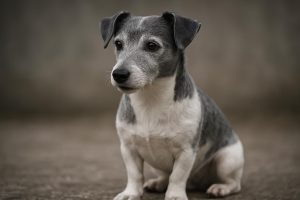 jack russel grijs