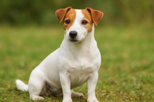 jack russel wit