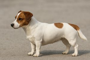 laagbenige jack russel