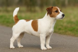 schofthoogte jack russel