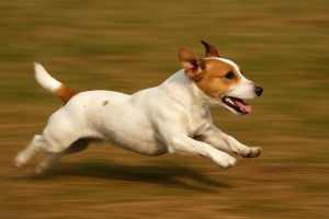 snelheid jack russel