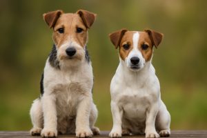 verschil boerenfox en jack russel
